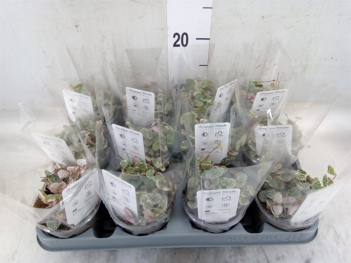 <h4>Ceropegia woodii 'Variegata'</h4>