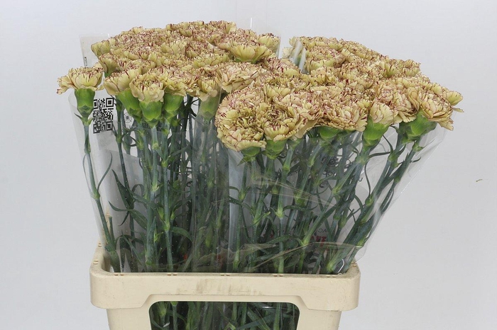 <h4>Dianthus St Viper</h4>