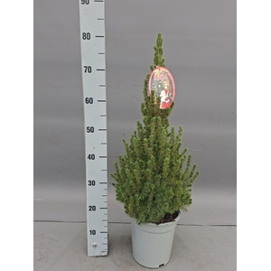 PICEA GL CONICA
