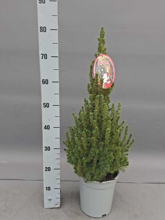 <h4>PICEA GL CONICA</h4>