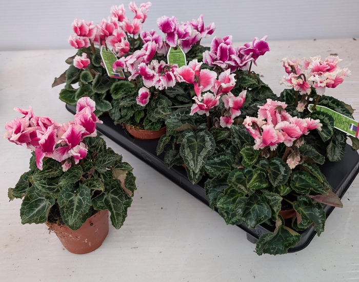 <h4>CYCL MD CRISPINO</h4>