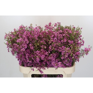 Chamelaucium Niek's Pride