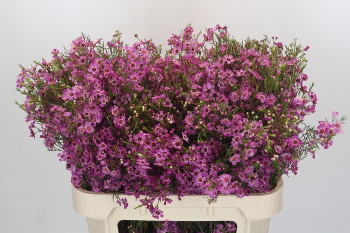 Chamelaucium Niek's Pride