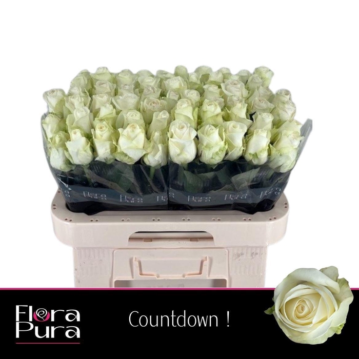 <h4>Rosa grootbloemig Countdown!</h4>