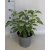 Perkplanten 19 cm Salvia Farinacea Blue