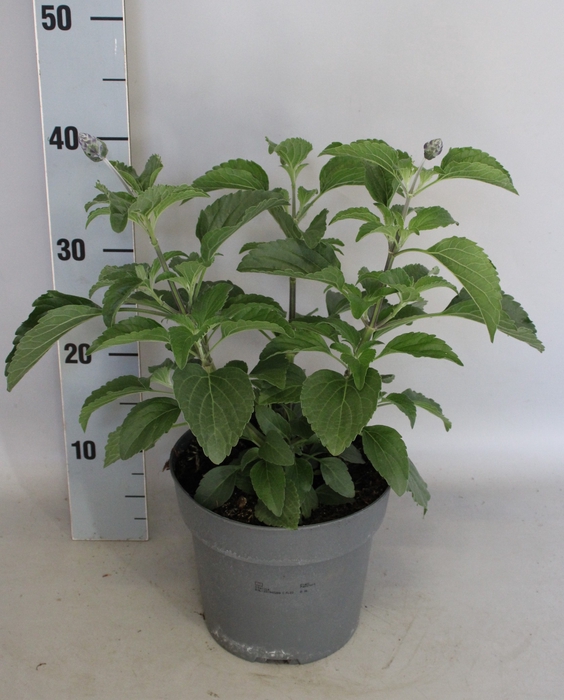 Perkplanten 19 cm Salvia Farinacea Blue
