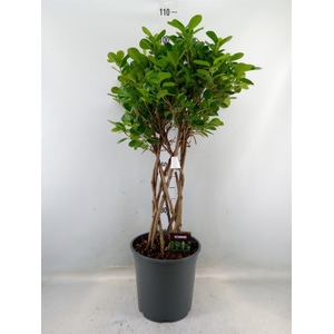 Ficus microcarpa 'Moclame'