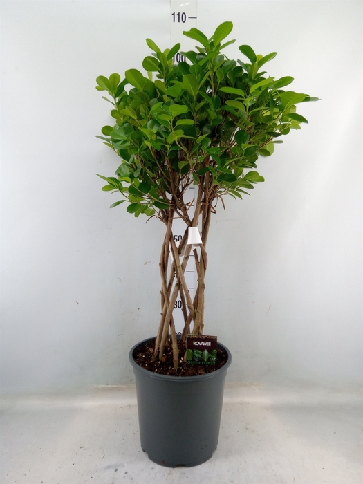 <h4>Ficus microcarpa 'Moclame'</h4>