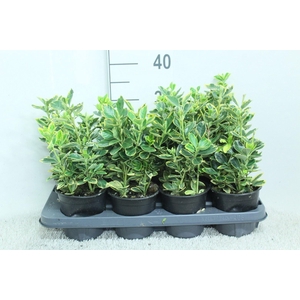 Euonymus japon. 'Ovatus Aureus'