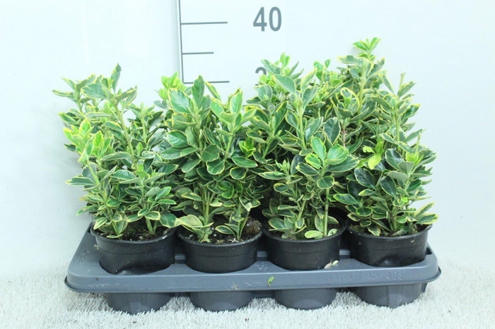 <h4>Euonymus japon. 'Ovatus Aureus'</h4>