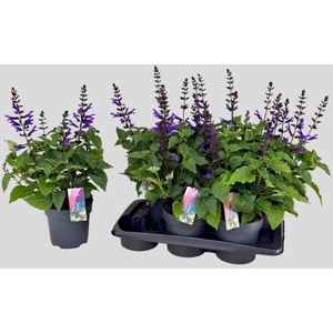 SALVIA LAKE BLUEBERR