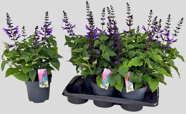 <h4>SALVIA LAKE BLUEBERR</h4>