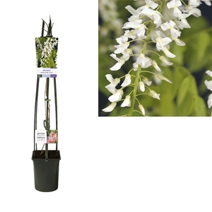 Wisteria floribunda 'Alba' +light label