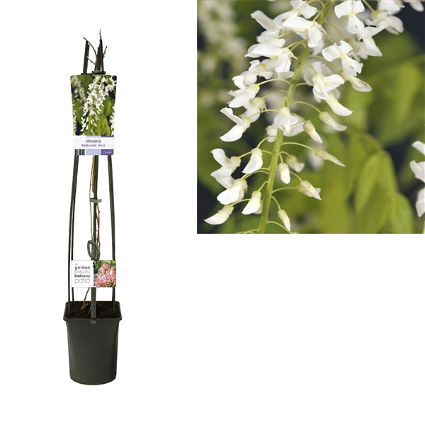 <h4>Wisteria floribunda 'Alba' +light label</h4>