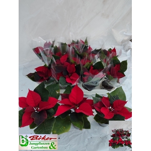 EUPHOR PULCHERRIM OV