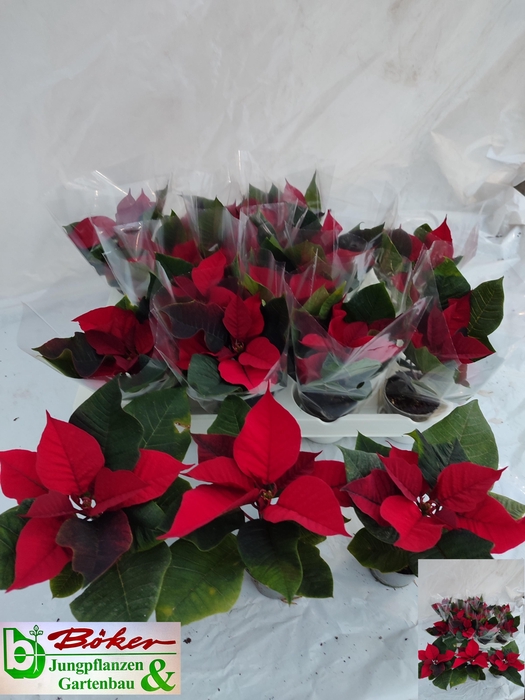 <h4>EUPHOR PULCHERRIM OV</h4>