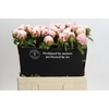 Paeonia Carl G. Klehm