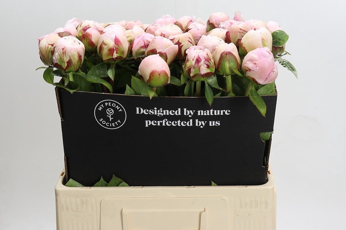 <h4>Paeonia Carl G. Klehm</h4>
