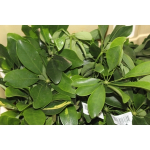 FOLH SCHEFFLERA