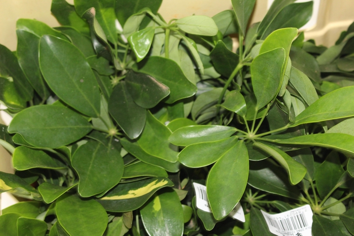<h4>FOLH SCHEFFLERA</h4>