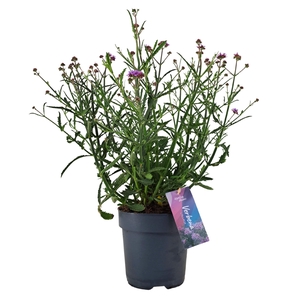 Verbena bonariensis 'Lollipop' p17 (PT)