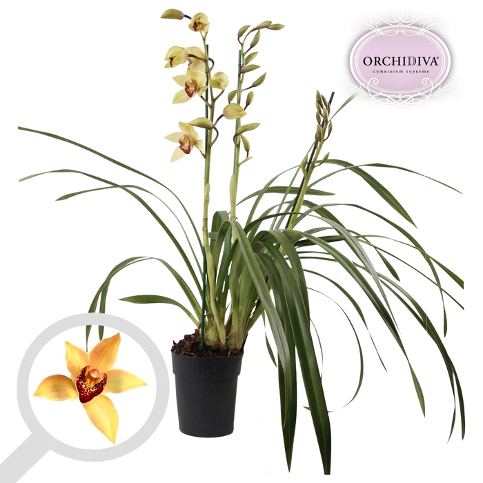 <h4>Cymbidium geel 3 tak</h4>