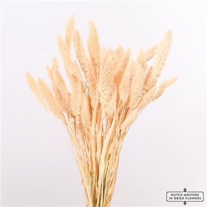 Dried Setaria Bleached Bunch