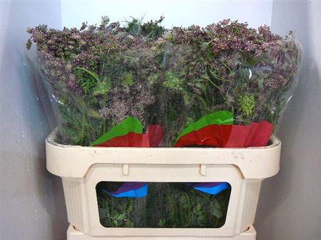 <h4>Daucus Carota Dara</h4>