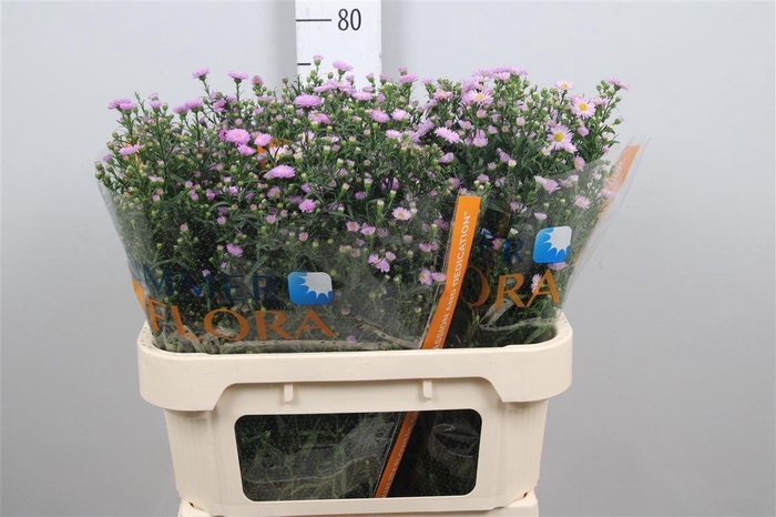 <h4>Ast Painted Lady</h4>