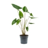Alocasia zebrina