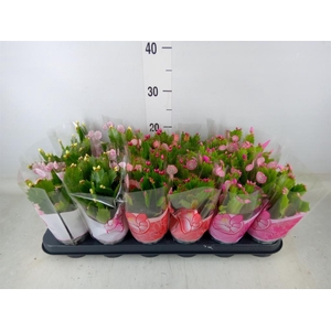 Schlumbergera   ...mix 3