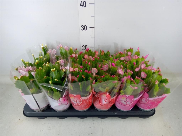 <h4>Schlumbergera   ...mix 3</h4>