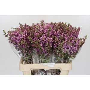 Lilac Vulg Dark Koster