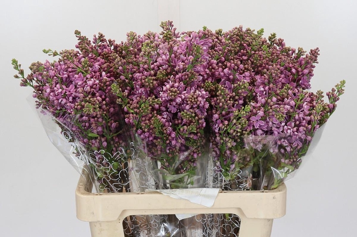 <h4>Lilac Vulg Dark Koster</h4>