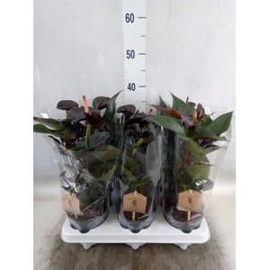 Anthurium  'Black Love'