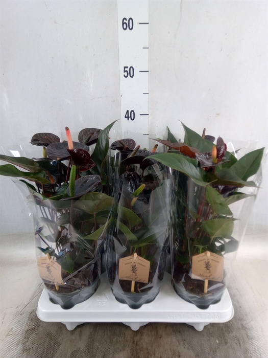 <h4>Anthurium  'Black Love'</h4>