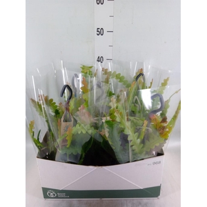 Epiphyllum anguliger