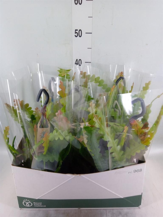 <h4>Epiphyllum anguliger</h4>