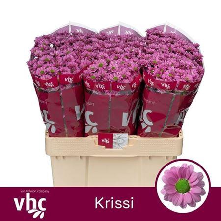 <h4>Chr San Aaa Krissi</h4>