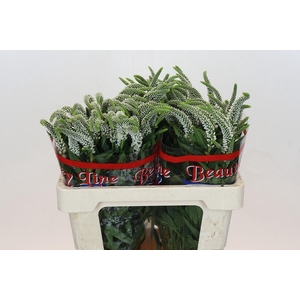 Veronica Skyler White