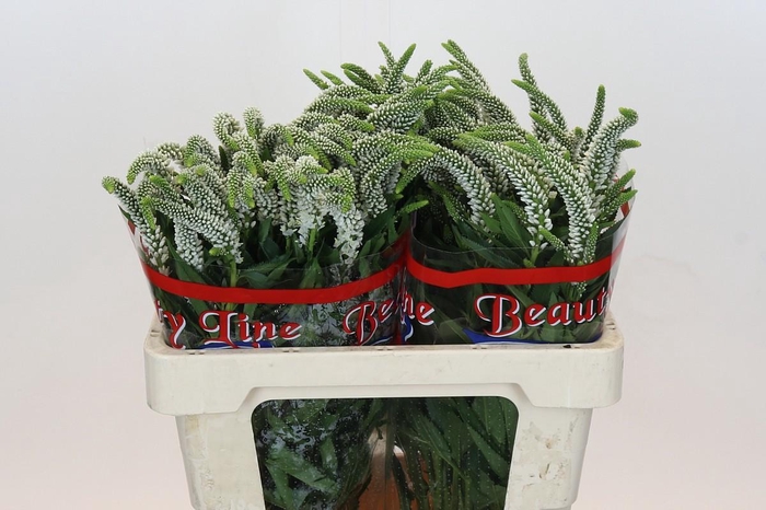 <h4>Veronica Skyler White</h4>