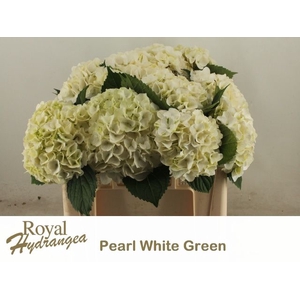 HYDR M MAG PEARL WIT