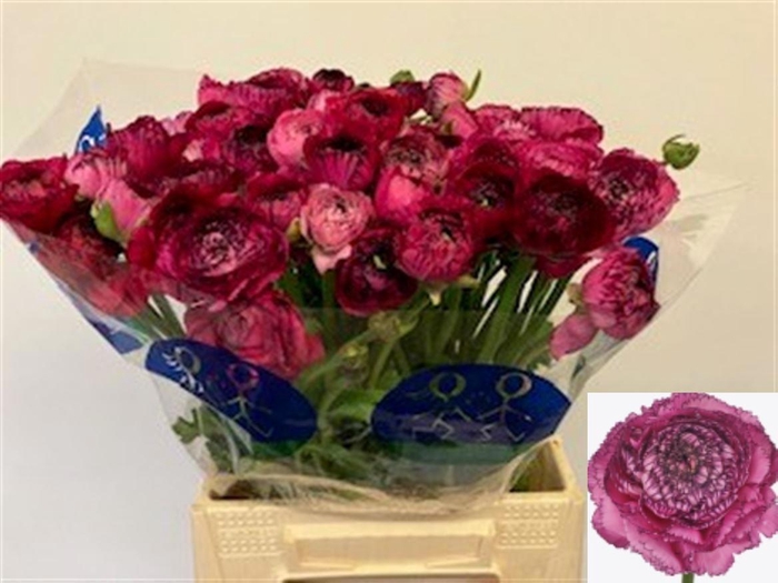 <h4>RAN EL PINK STRIPES</h4>