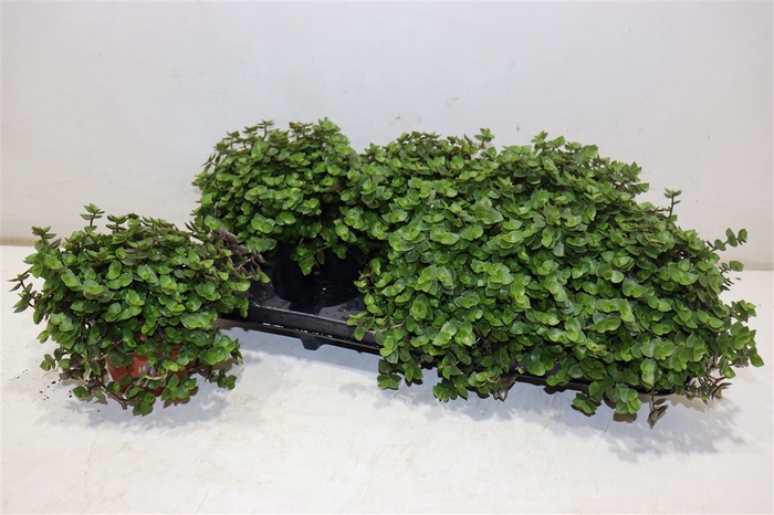 <h4>Callisia Repens</h4>