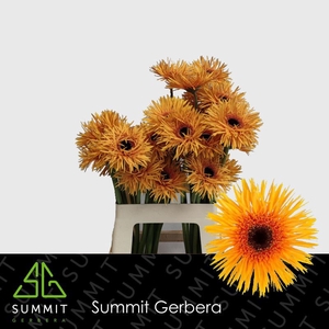 Gerbera Spider Claudemir Lang Gelijk 56cm Water x40