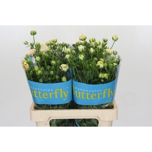 Ranunculus Butterfly Keramos