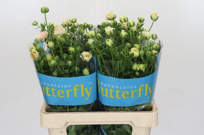 <h4>Ranunculus Butterfly Keramos</h4>