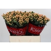 Hypericum Mellow Romance