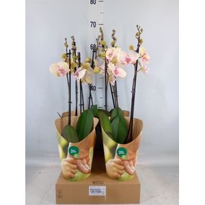 Phalaenopsis   ...yellow