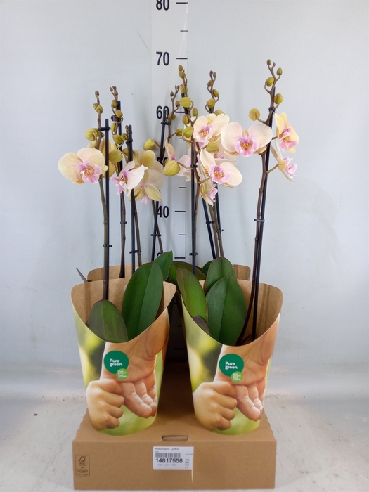 <h4>Phalaenopsis   ...yellow</h4>